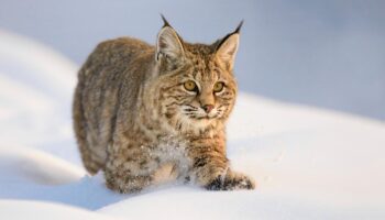 Tempête hivernale aux États-Unis : le sauvetage insolite de deux lynx gelés au sommet d’un poteau électrique