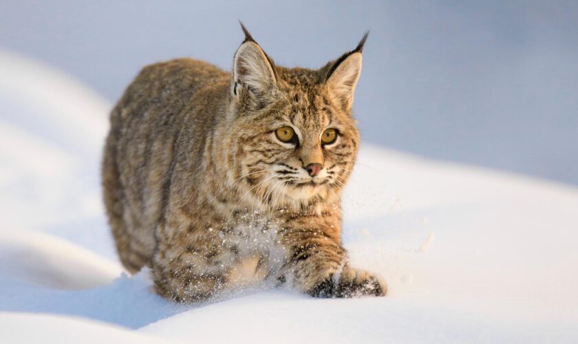 Tempête hivernale aux États-Unis : le sauvetage insolite de deux lynx gelés au sommet d’un poteau électrique