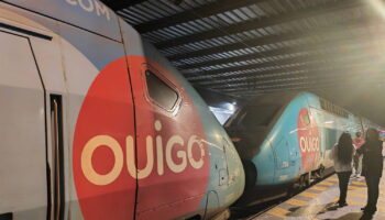 Les insectes et nuisibles trouvés dans les TGV Ouigo par les syndicats donnent le vertige