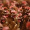 H5N1: USA melden ersten Todesfall nach Vogelgrippeinfektion