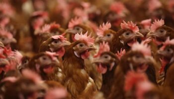 H5N1: USA melden ersten Todesfall nach Vogelgrippeinfektion