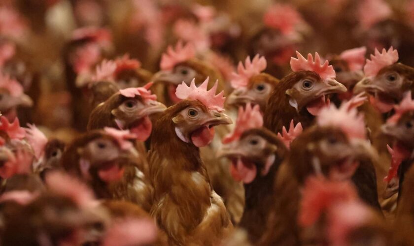 H5N1: USA melden ersten Todesfall nach Vogelgrippeinfektion