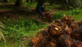 L’Indonésie relance l’expansion de l’huile de palme, malgré les critiques environnementales