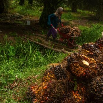 L’Indonésie relance l’expansion de l’huile de palme, malgré les critiques environnementales