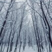 La neige arrive dans ces départements loin de la montagne, deux scénarios possibles