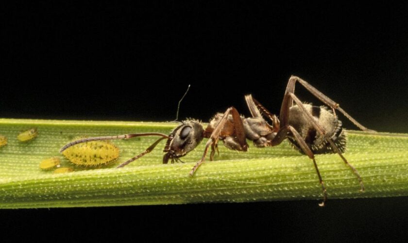 Biologie: Ameisen sind nachtragend