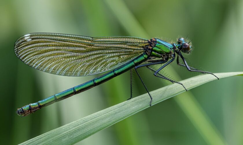 Un quart des espèces d’eau douce, comme les poissons, les libellules et les crabes, sont menacées d’extinction