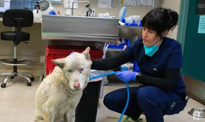 Incendies à Los Angeles : les refuges débordent d’animaux abandonnés