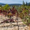 Un vignoble touché par la chaleur et la sécheresse, à Leucate, dans l'Aude, le 23 septembre 2024