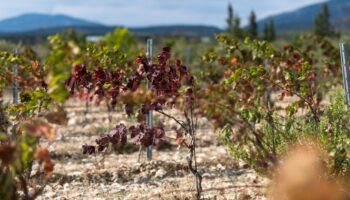 Un vignoble touché par la chaleur et la sécheresse, à Leucate, dans l'Aude, le 23 septembre 2024