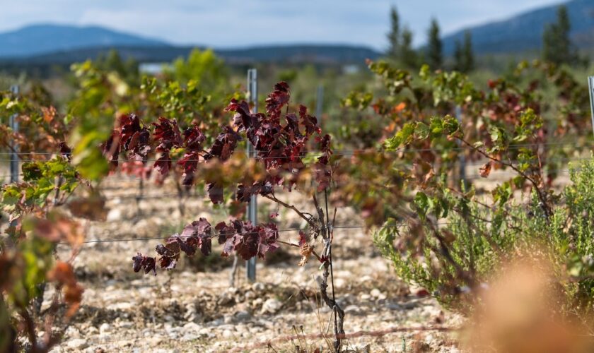 Un vignoble touché par la chaleur et la sécheresse, à Leucate, dans l'Aude, le 23 septembre 2024