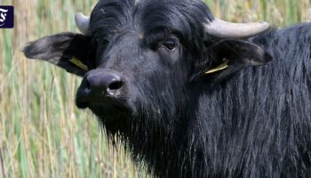 Drei Fälle von Maul- und Klauenseuche in Brandenburg