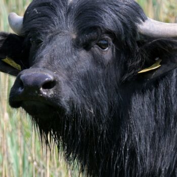 Drei Fälle von Maul- und Klauenseuche in Brandenburg