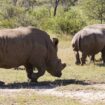 Zu Fuß den Nashörnern in Simbabwe auf der Spur