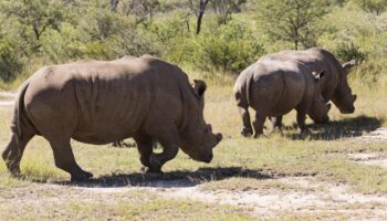 Zu Fuß den Nashörnern in Simbabwe auf der Spur