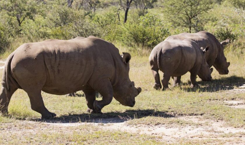 Zu Fuß den Nashörnern in Simbabwe auf der Spur