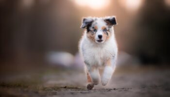 Chiens et chats : le palmarès 2024 des noms les plus donnés aux animaux de compagnie