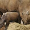 Undated handout photo of a three-week-old male white rhino calf exploring his enclosure with mum Astrid, at Colchester Zoo in Essex. PA