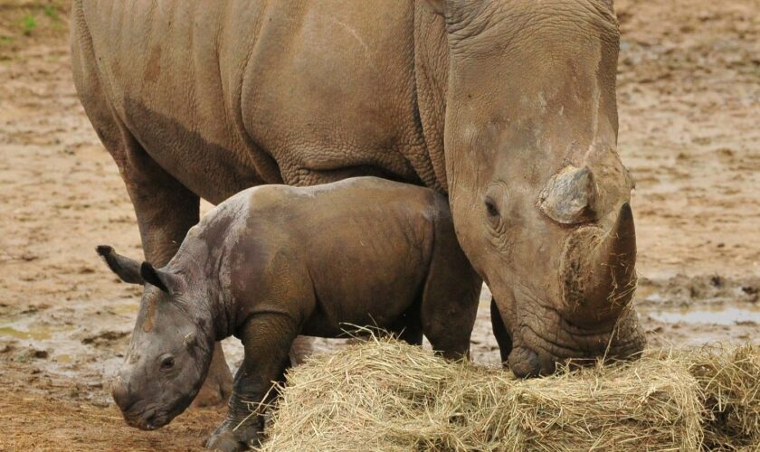 Undated handout photo of a three-week-old male white rhino calf exploring his enclosure with mum Astrid, at Colchester Zoo in Essex. PA