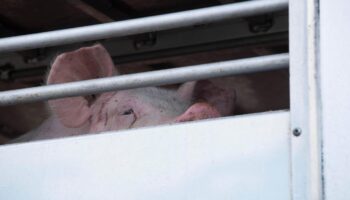 Maul- und Klauenseuche: Brandenburg verbietet Tiertransporte im gesamten Bundesland