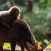 Des macaques japonais font du "rodéo" sur des cerfs sika, à Yakushima.