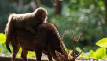 Des macaques japonais font du "rodéo" sur des cerfs sika, à Yakushima.