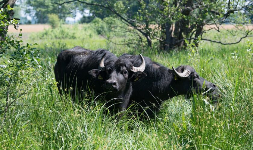 Tierseuche: Maul- und Klauenseuchen-Virustyp bei Büffelherde festgestellt