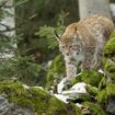 Capture en Écosse de quatre lynx illégalement relâchés dans la nature