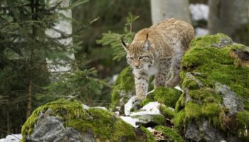 Capture en Écosse de quatre lynx illégalement relâchés dans la nature