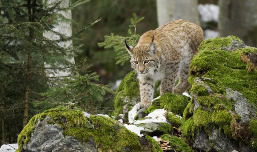 Capture en Écosse de quatre lynx illégalement relâchés dans la nature