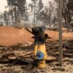 California wildfires: How and why did fire hydrants run dry across Los Angeles?