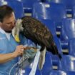 Prosthetic penis photos get football club's eagle handler sacked