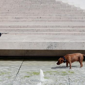 En Italie, les musées gardent votre chien gratuitement pendant votre visite