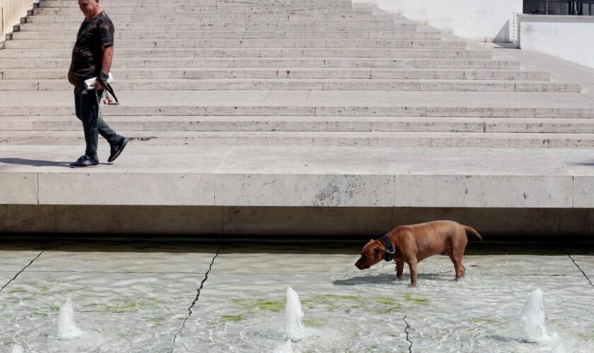 En Italie, les musées gardent votre chien gratuitement pendant votre visite