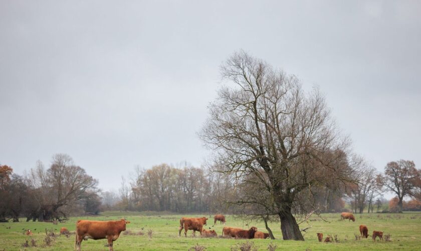 Weniger Rinder in Sachsen-Anhalt Foto: Carsten Koall/dpa