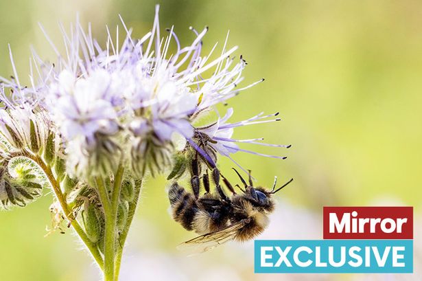 'Ban pesticides to save British bees from extinction' say 1.6 million Brits