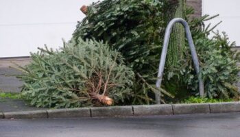 Belgien: Lebensmittelbehörde warnt nach Initiative in Gent vor Verzehr von Weihnachtsbäumen