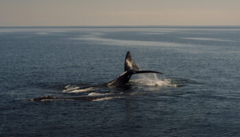 Biden Administration Withdraws Proposal to Expand Protections for Rare Whales