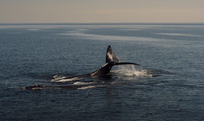 Biden Administration Withdraws Proposal to Expand Protections for Rare Whales