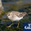 Birdwatch: an unlikely encounter with the least sandpiper in Somerset