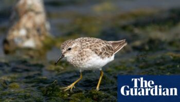 Birdwatch: an unlikely encounter with the least sandpiper in Somerset