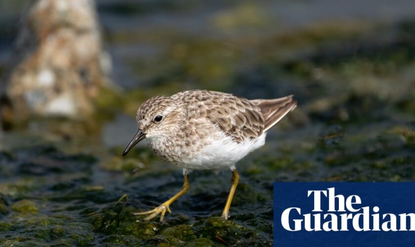 Birdwatch: an unlikely encounter with the least sandpiper in Somerset