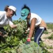 Castilla-La Mancha estudiará una posible medida de arranque del viñedo, aunque «muy quirúrgica»