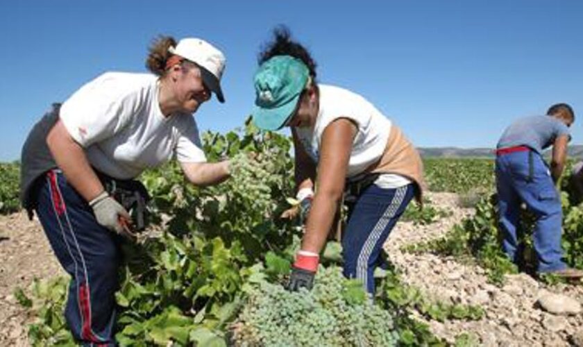 Castilla-La Mancha estudiará una posible medida de arranque del viñedo, aunque «muy quirúrgica»