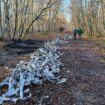 « C’est un crime contre l’environnement » : quand les câbles volés sont brûlés en forêt pour récupérer le cuivre