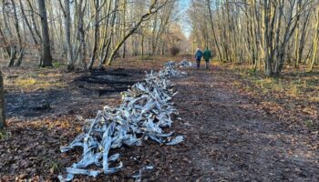 « C’est un crime contre l’environnement » : quand les câbles volés sont brûlés en forêt pour récupérer le cuivre