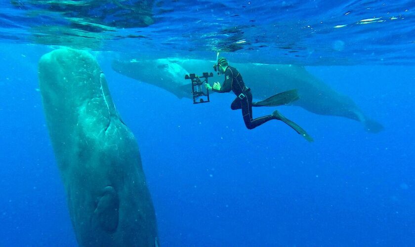 Cétacés, requins, cerfs… Avec l’éco-acoustique, écouter la nature permet de protéger la biodiversité