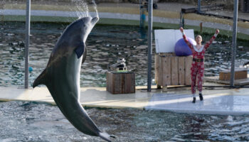 Clap de fin pour les orques et les dauphins du Marineland d'Antibes