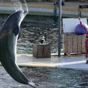 Clap de fin pour les orques et les dauphins du Marineland d'Antibes