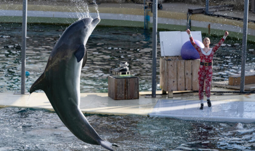 Clap de fin pour les orques et les dauphins du Marineland d'Antibes